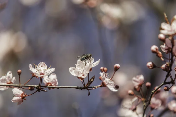 Prunus cerasifera rosa Blüte. Insekt in Blüte. Frühling. — Stockfoto