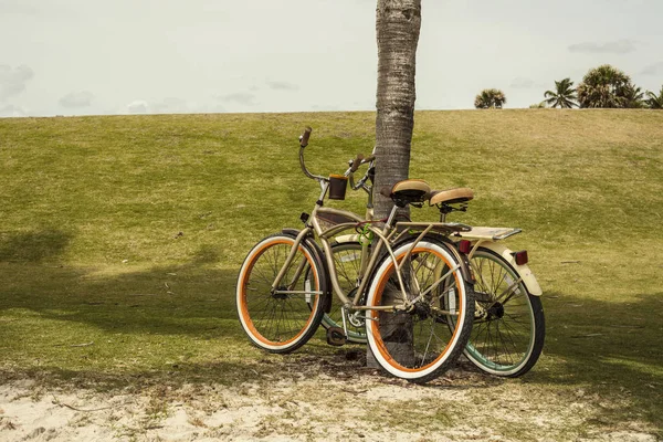 Dos Bicicletas Descansando Una Palmera Fondo Del Parque — Foto de Stock