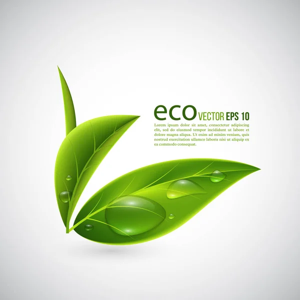 Realistic eco leaves. — Stock Vector