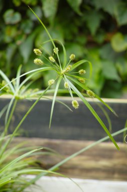 Görünüm papirüs yeşil bitki kapatmak 