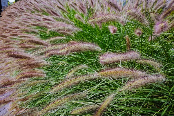 Pennisetum alopecuroides - Dekoracje ogrodowe fontanny trawy — Zdjęcie stockowe
