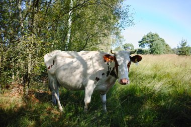 Kırmızı alaca inek inek mera orman yakınındaki üzerinde