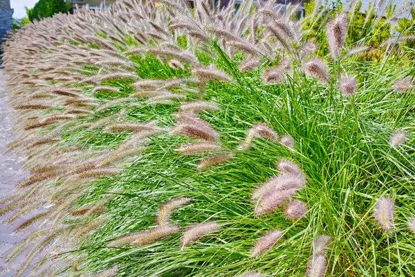 Pennisetum alopecuroides - decorazione del giardino Fontana Erba — Foto Stock