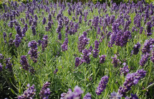 Flor de lavanda perto em um campo — Fotografia de Stock