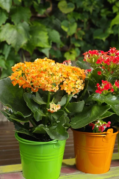 Kalanchoe (Saxifragales Crassulaceae Kalanchoe) flower in small buckets — Stock Photo, Image