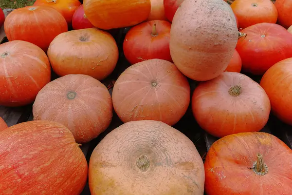 Divers assortiment de citrouilles. Récolte d'automne . — Photo