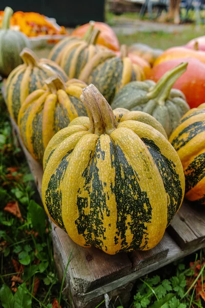 カボチャの多様な品揃え。秋の収穫. — ストック写真