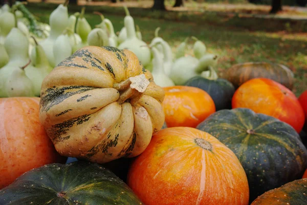 Divers assortiment de citrouilles. Récolte d'automne . — Photo