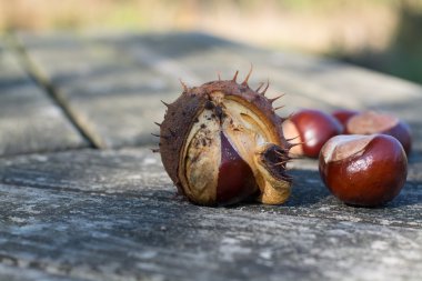 Ahşap arka plan üzerinde taze kestane 