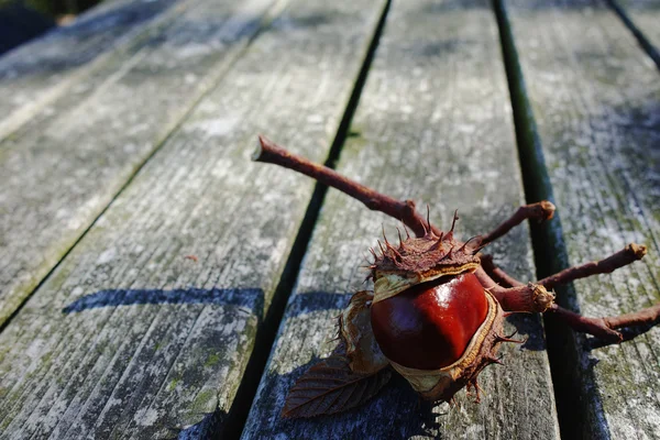 Castanhas frescas sobre fundo de madeira — Fotografia de Stock