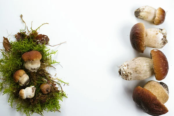 Frische Steinpilze (Steinpilze edulis) auf weißem Hintergrund Kopierraum — Stockfoto