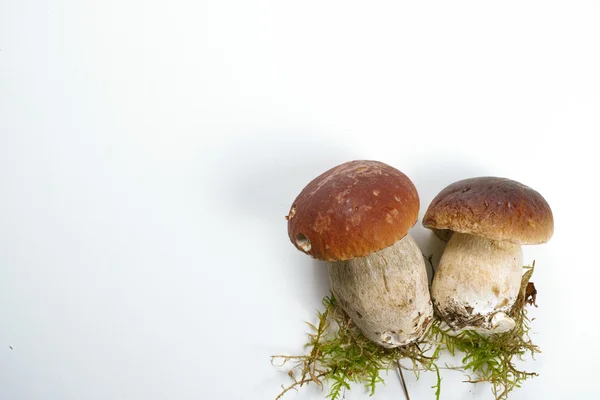 Vers wild porcini paddestoelen (boletus edulis) op witte achtergrond kopiëren ruimte — Stockfoto