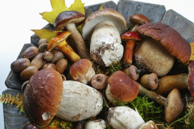 Taze yabani mantar (boletus mantarı) ahşap plaka üzerinde karışımı bir
