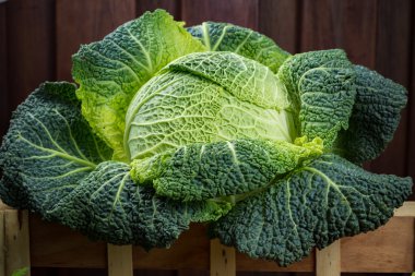 Yeşil taze bütün Savoy lahana yakın çekim