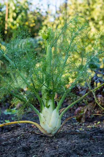 Fänkål-växt som växer i trädgården — Stockfoto