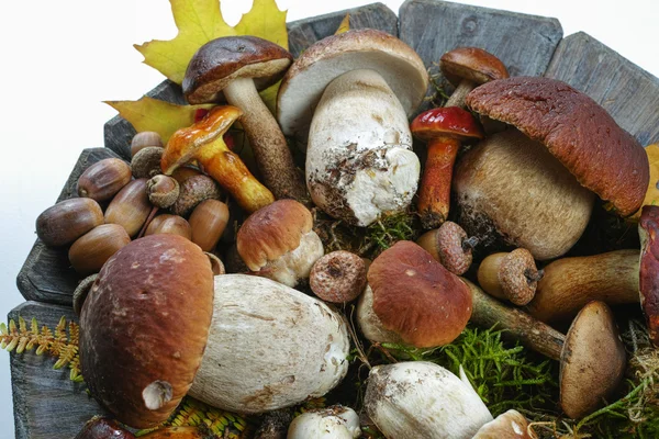 Mistura de cogumelos selvagens frescos (boletus edulis) em chapa de madeira e — Fotografia de Stock