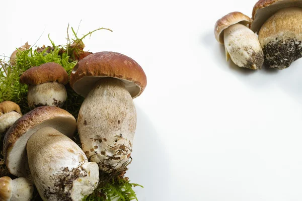 Vers wild porcini paddestoelen (boletus edulis) op wit kopiëren ruimte — Stockfoto