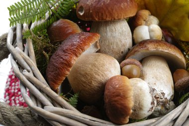 Kötü backet taze vahşi porcini mantar (boletus mantarı)