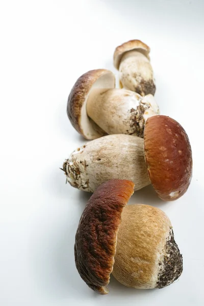 Vers wild porcini paddestoelen (boletus edulis) op witte achtergrond — Stockfoto