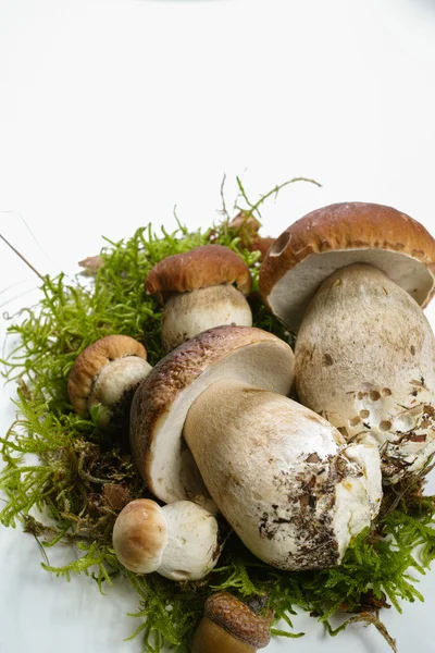 백색 backgroun에 신선한 야생 porcini 버섯 (boletus 새싹) — 스톡 사진
