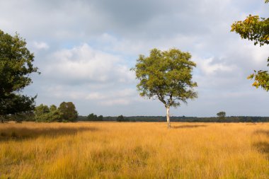 Yalnız güzel sonbahar huş ağacı. Sonbahar manzara.