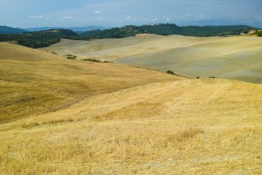 Hasat alanları ve mavi gökyüzü 