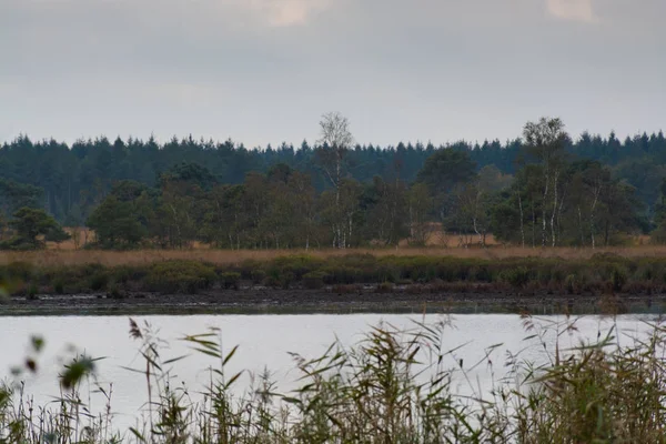 Paisaje con lago forestal en otoño día lluvioso — Foto de Stock