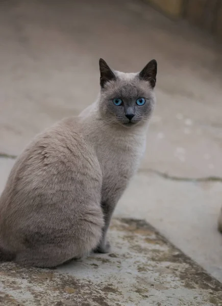 Młody szary blue eyed kot — Zdjęcie stockowe