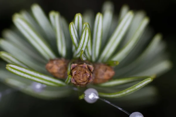 Nordmann fir, zbliżenie — Zdjęcie stockowe