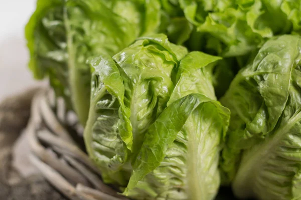 Varietà di foglie di insalata di lattuga fresca rossa e verde - cibo sano — Foto Stock