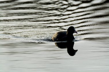 Black duck Avrasya Coot / Fulica atra gölde yüzen 
