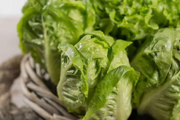 Varietà di foglie di insalata di lattuga fresca verde - cibo sano — Foto Stock