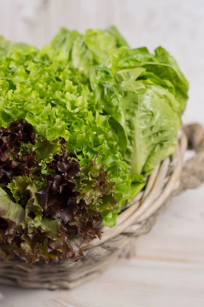 Varietà di foglie di insalata di lattuga fresca rossa e verde — Foto Stock
