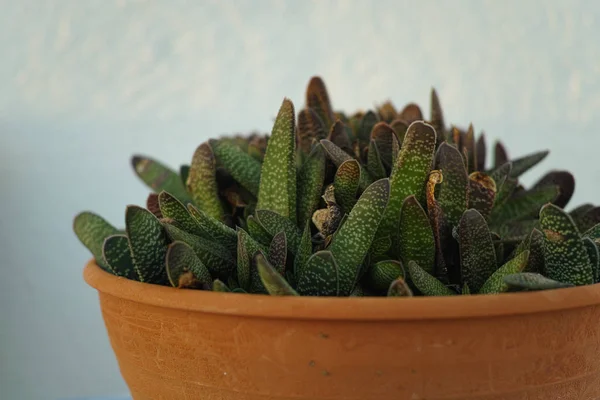 Plante succulente à feuilles persistantes en pot d'argile — Photo