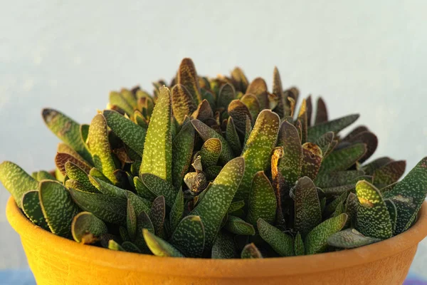 Evergreen planta suculenta em vaso de barro — Fotografia de Stock