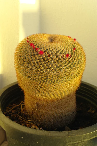 Cactus siempreverde con flores planta suculenta en maceta de arcilla —  Fotos de Stock