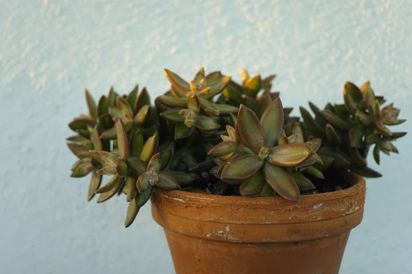 Groenblijvende Tropische Succulente Installatie Klei Pot Tenerife Winter — Stockfoto