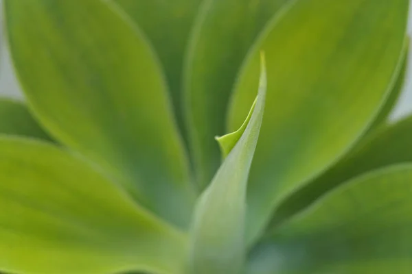 Planta Suculenta Tropical Perenne Tenerife Invierno — Foto de Stock