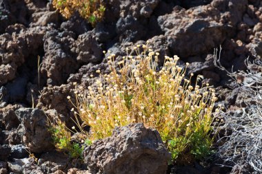 Endemik flora Teide Milli Parkı'nda, Tenerife