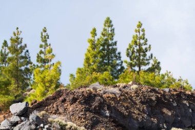Teide Milli Parkı, Tenerife - en muhteşem seyahat hedef