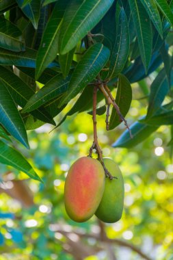 Tropik cennet - egzotik Mango meyve RIPing ağaç