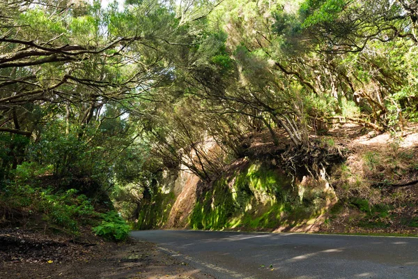 Straße tf-12 im ländlichen Park von Anaga - uralter Lorbeerwald auf Teneriffa — Stockfoto