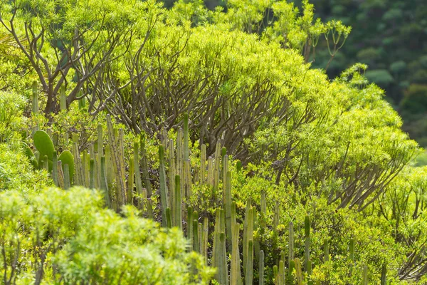 Planta siempre verde creciendo en campo de lava vulcanica, isla de Tenerife — Foto de Stock