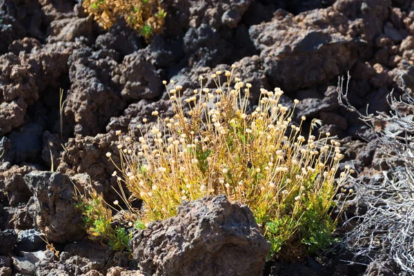 Flore endémique dans le parc national Teide, Tenerife — Photo