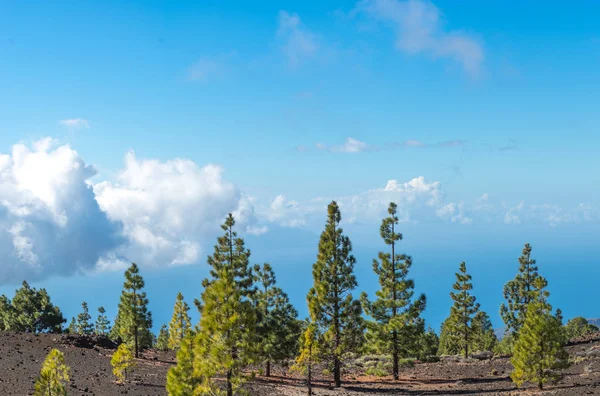 Teide 국립 공원, 테네리페-가장 아름 다운 여행 목적지 — 스톡 사진