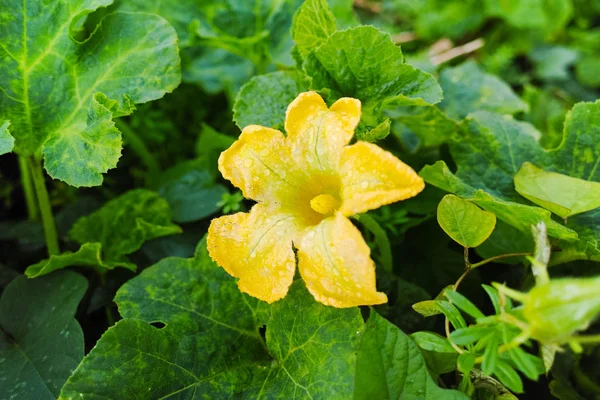 Κολοκυθάκια (Cucurbita pepo) κίτρινο λουλούδια και πράσινα φύλλα. Λουλούδι — Φωτογραφία Αρχείου