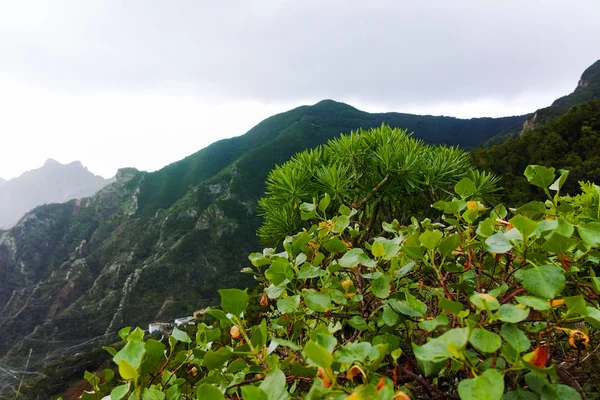 Road TF-12 in Anaga Rural Park - peaks with ancient forest on Tenerife — Stock Photo, Image