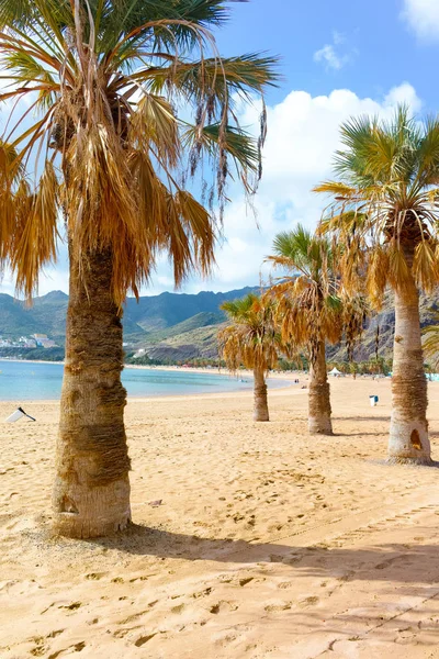 Palm trees on tropical beach Teresitas, Tenerife, Canary Islands