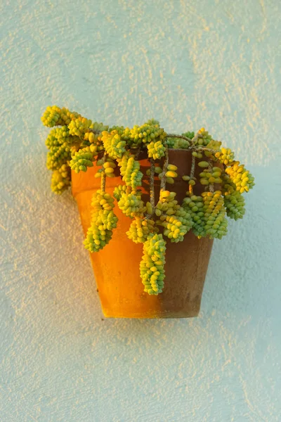 Вечнозеленое сочное растение в глиняном горшке — стоковое фото
