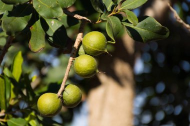 Sonsuza dek yeşil ağaçta Macadamia fındıkları, macadamia fidanlığı - pahalı yağ fındıkları